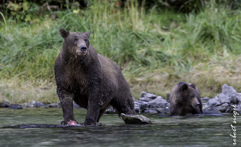 alaska